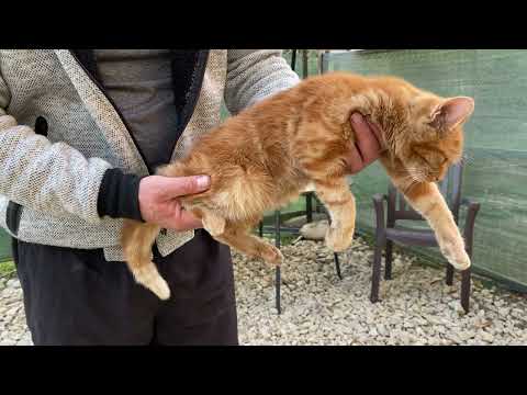 Strangem fonduri pentru operatia motanasului Tom