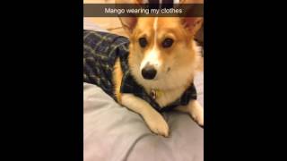 My dog Mango stealing my clothes