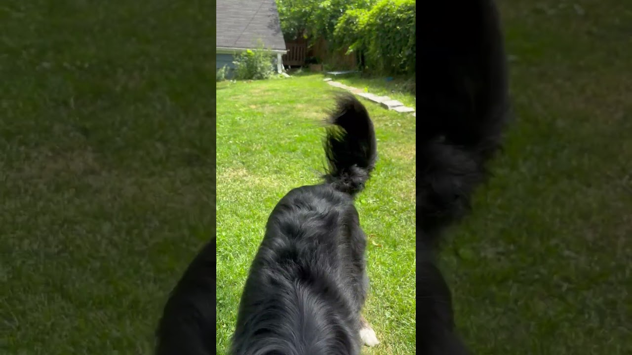 Enlarge Sonic - adopted, an adopted Border Collie in Minneapolis, MN video 5/5