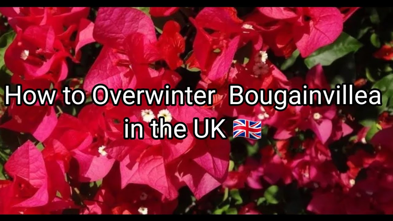 Watch video How to Overwinter Bougainvillea in the UK 🇬🇧 Now How to Overwinter Bougainvillea in the UK 🇬🇧