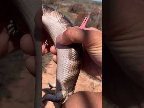 Spa Day pour la Knacki !!