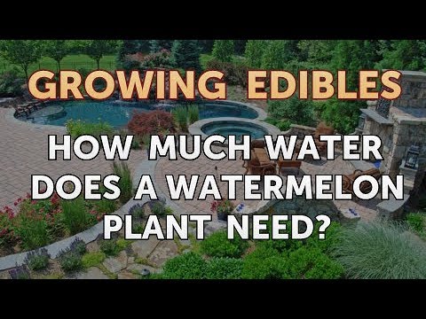 How to Grow Mangosteen From Seed