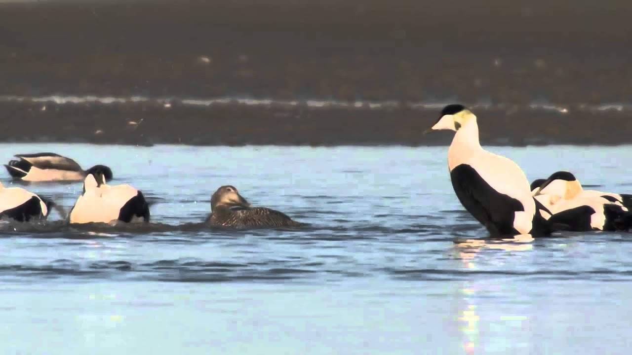 De vogels van Texel - Vogelinformatiecentrum