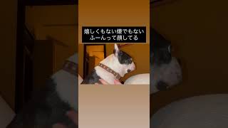 ふーんって顔するボストンテリア