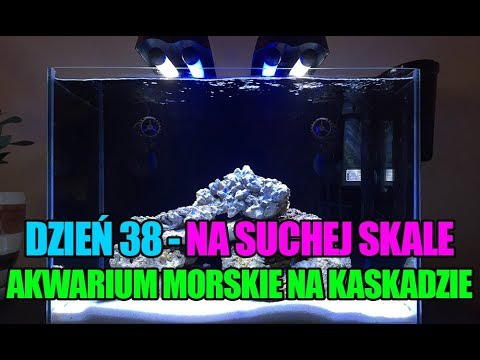 (23) MyReef 50 - 38 dzień - Dojrzewanie na suchej skale - Akwarium Morskie - Reef aquarium