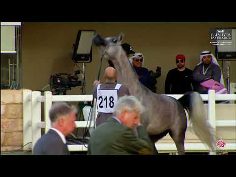 N 218 EZZ ALKHASHAB   10th Kuwait International Championship 2023   Colts 3 Years Old Class 6