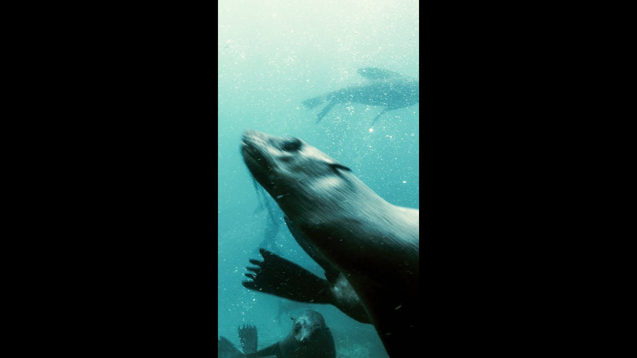 How technology is helping protect the Cape Fur Seals in Namibia!