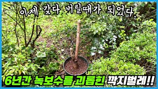 깍지벌레에게 6년간 시달린 식물... 이제 갖다 버리려고 합니다 ㅜㅜ