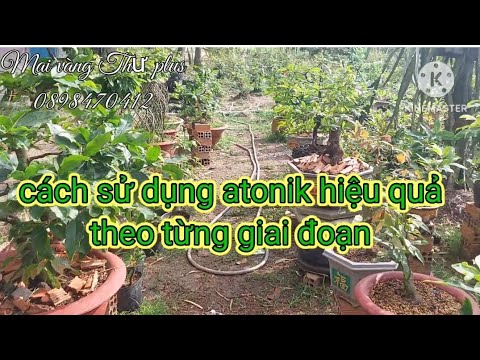 How to use atonik effectively to help apricot trees grow quickly and effectively