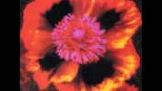 Ghost Parade - Starry Night