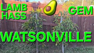LAMB HASS & GEM SISTER PAIR 2 AVOCADO TREES IN SAME MOUND IN WATSONVILLE CALIFORNIA UPDATE