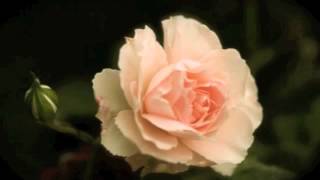 The Playground...♪Tony Bennett♪