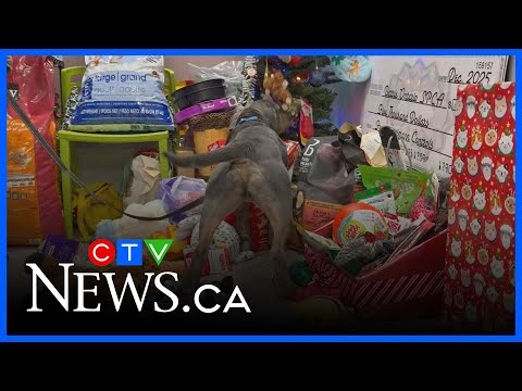 Animals get to open Christmas gifts too - YouTube