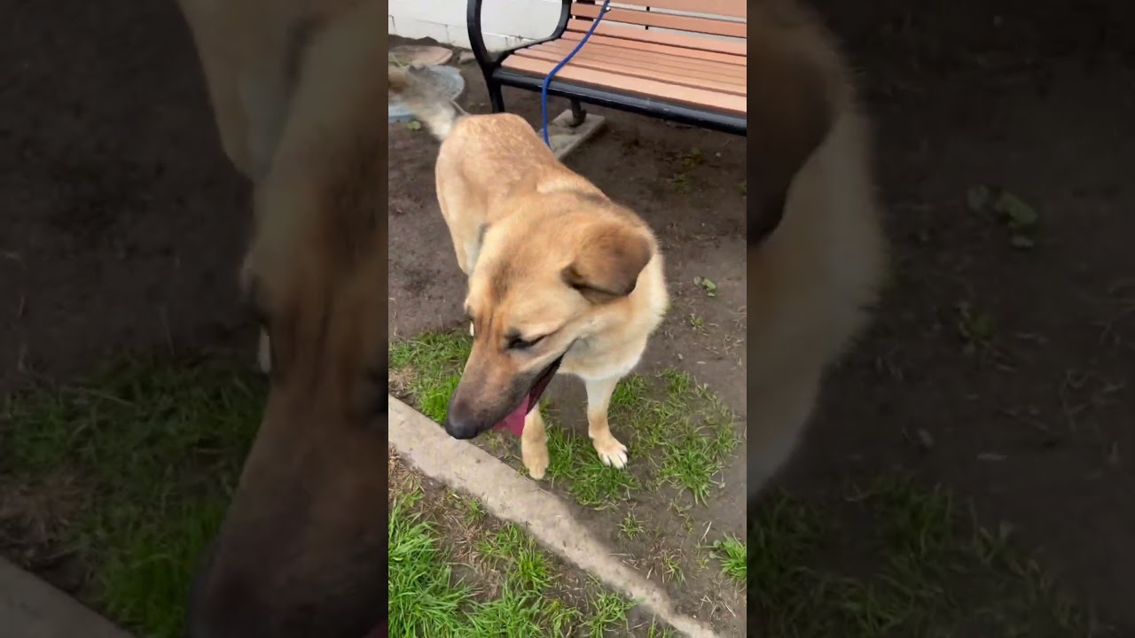 Enlarge Sunny 25-1588, a Adoptable Anatolian Shepherd in Los Banos, CA video 6/6