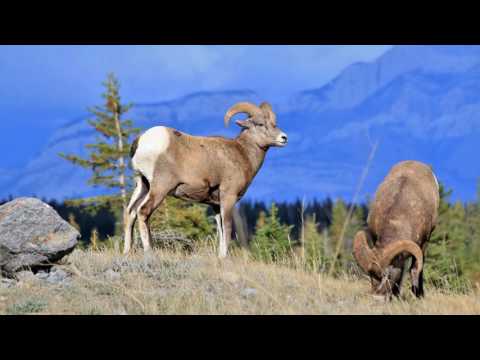 2014 Canada - Durch die Rockies in die NWT - Teil 4