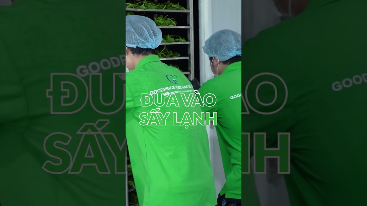 The production process of Goce Centella Asiatica Powder