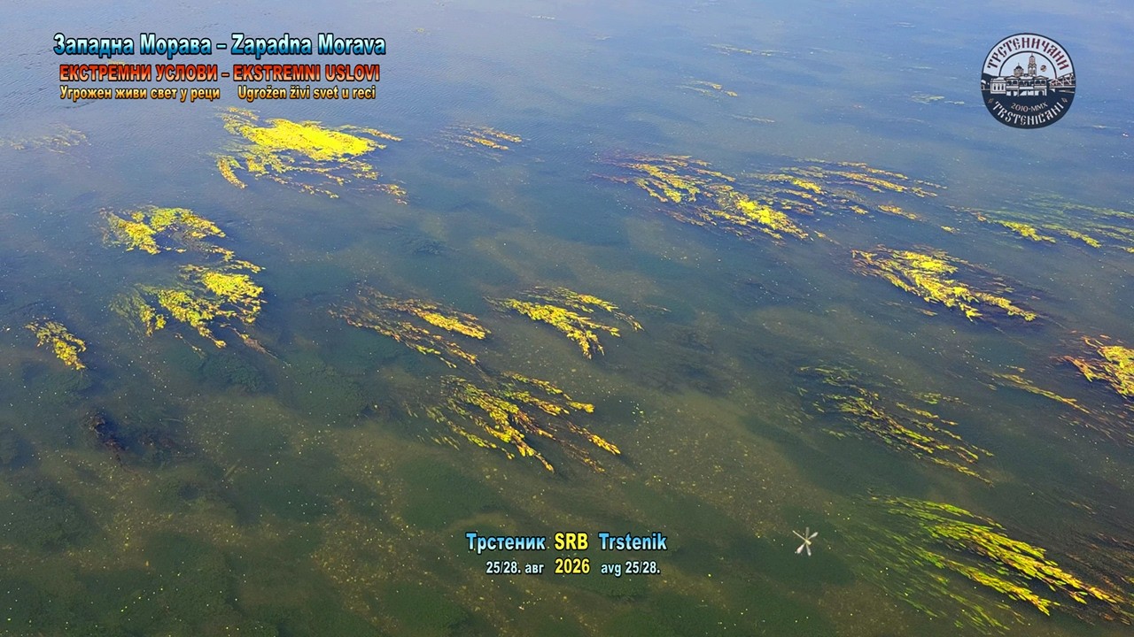 Zapadna Morava: Nizak vodostaj, +40 °C, UGROŽEN ŽIVI SVET REKE... ali, MORAVA JE TO!  28. avg 2026.