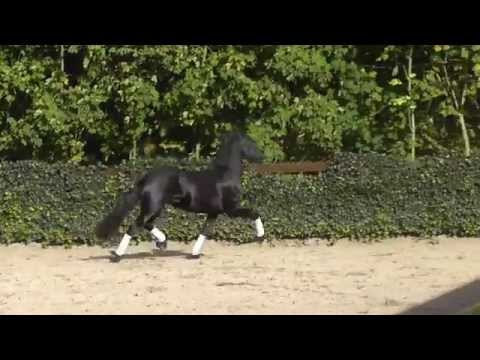 Horse for sale: Teeuwis 389 x Teunis 332