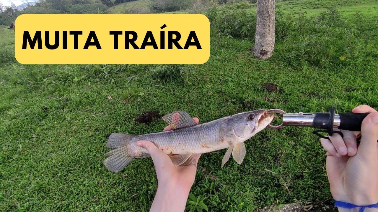 A melhor pescaria de TRAÍRAS MONSTRAS