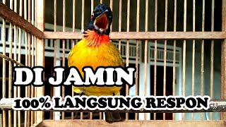 Download lagu PANCINGAN KUTILANG EMAS GACOR FULL DURASI @AnakDesaKicau mp3