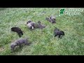 Cane Corso dogs for sale: Draco - Video 1