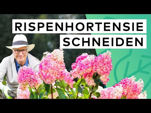 Rispenhortensien RICHTIG zurückschneiden (Hydrangea paniculata) | Zeitpunkt & Pflegetipps