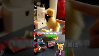 Why are you still sneaking my snacks? 🍫😤 #funnyvideo 