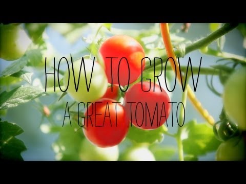 Tomatoes Lowes