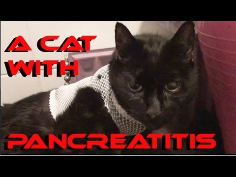 A Cat With Pancreatitis