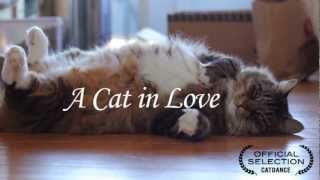 A cat In Love