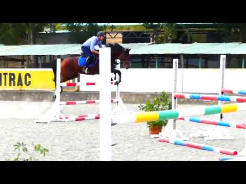 Storm Approved Stallion / Singular Joter x Acobat II x Alasca