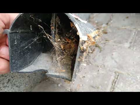 KRISOFF NIEskuteczna deratyzacja , jak oszukuje firma DDD