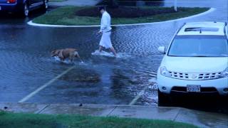 preview picture of video 'Walking the Dog in Flooded Lot'