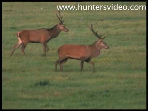 Polen - mit den Augen des Jägers - Hunters Video