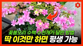 [실내식물] 봄인데 꽃 안필때, 어떤 식물이든 꽃을 잘 피게 키우는 유일한 방법