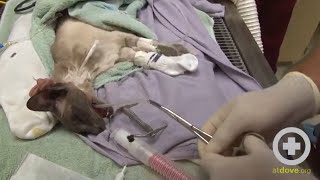Esophagostomy Tube Placement in a Cat