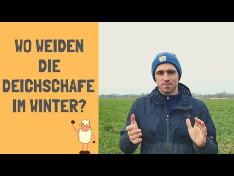 , title : 'Wo weiden die Deichschafe im Winter? | DEICHINFO #6'