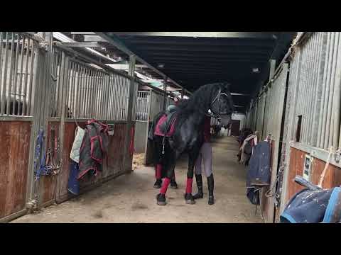 Stal Okkema's Jelte - Jurre x Uldrik - Stallion - 2019 - 1.64m