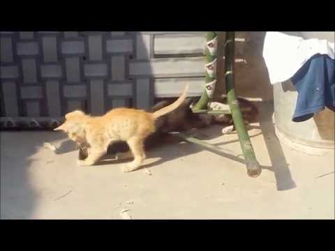 Cats,Birds&Squirrel Moments