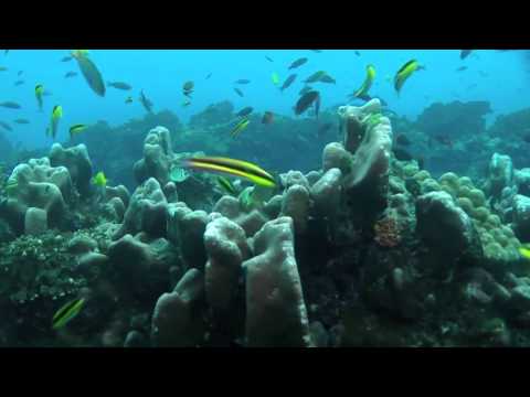 WELTNATURERBE KOLUMBIEN 3D -- Malpelo Nationalpark (Blu-ray)(Deutscher Trailer)