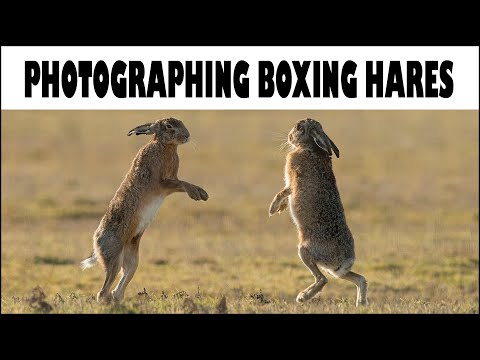 PHOTOGRAPHING BOXING HARES