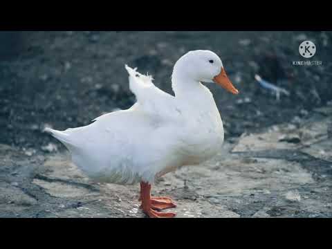 Ducks quacking, eating and splashing on the river & Relaxing Sounds of Nature