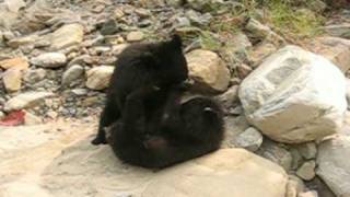 preview picture of video 'IFAW - Asiatic Black Bear Rehabilitation in India'
