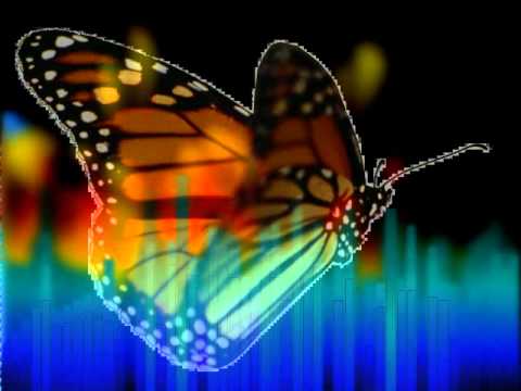 Haldo Project - Butterfly Effect