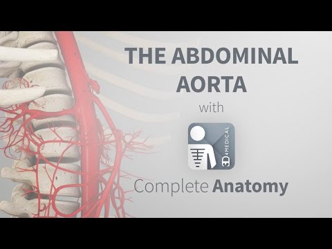 The Abdominal Aorta | Complete Anatomy