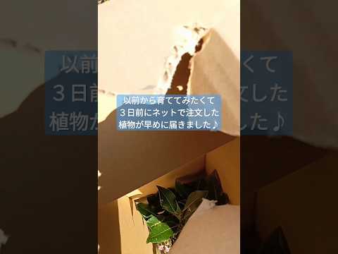 あなたの庭に絶対に置きたいチョコレートのような香りの植物を5つ以上！  庭園