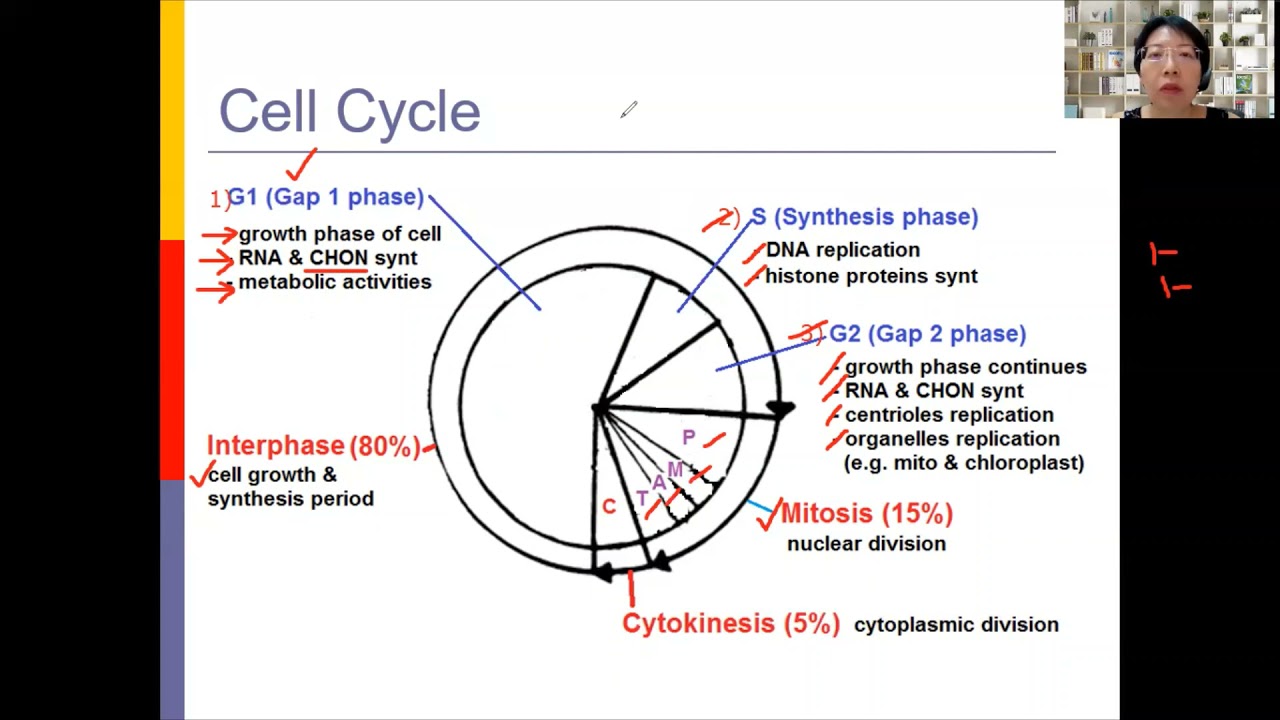 Mitosis | Mitotic cell cycle | Lesson 5-2 | YH Ho