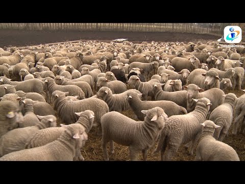 TV IALOMITA - Miei mai puțini de Paște, fermierii îi vând deja la arabi