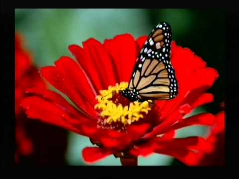 Malaa Thiya Maluge 1