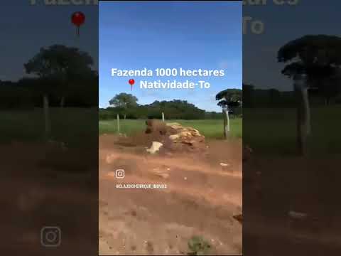 (62)9-8305-7960 - Fazenda 1.000 hectares, Natividade-To